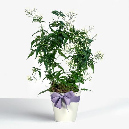 Blumenlieferung nach Budapest - Jasminum mit topf (t:12cm, h:40cm) - Zimmerpflanze