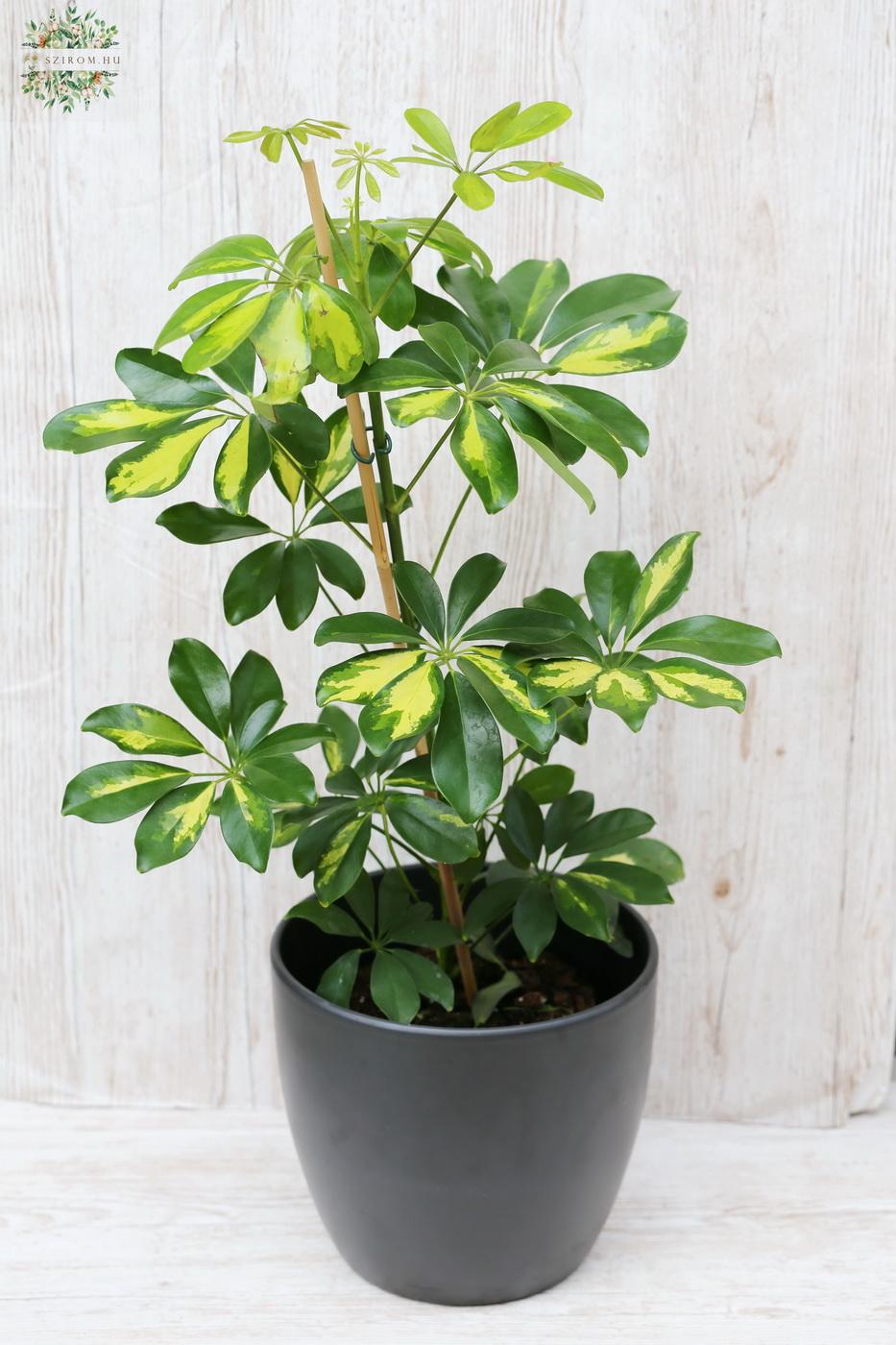 Blumenlieferung nach Budapest - Schefflera (40cm) - Zimmerpflanze