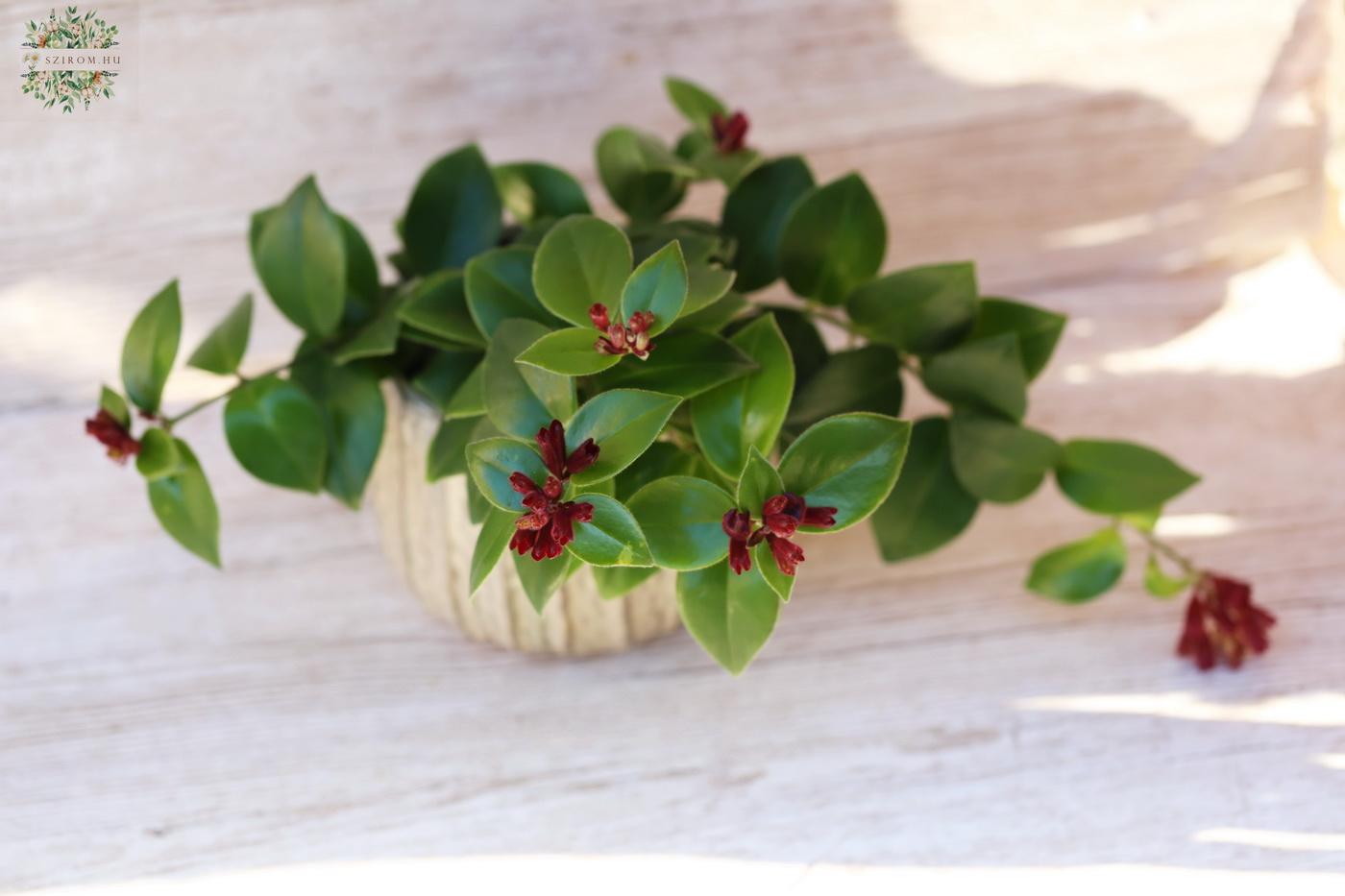 Blumenlieferung nach Budapest - Aeschynanthus im Topf