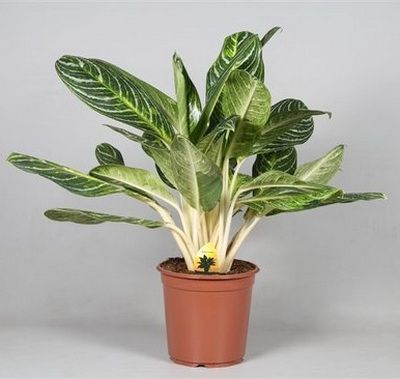 Virágküldés Budapest - Aglaonema Keylime kaspóval (cs:24cm, m:80cm) - szobanövény