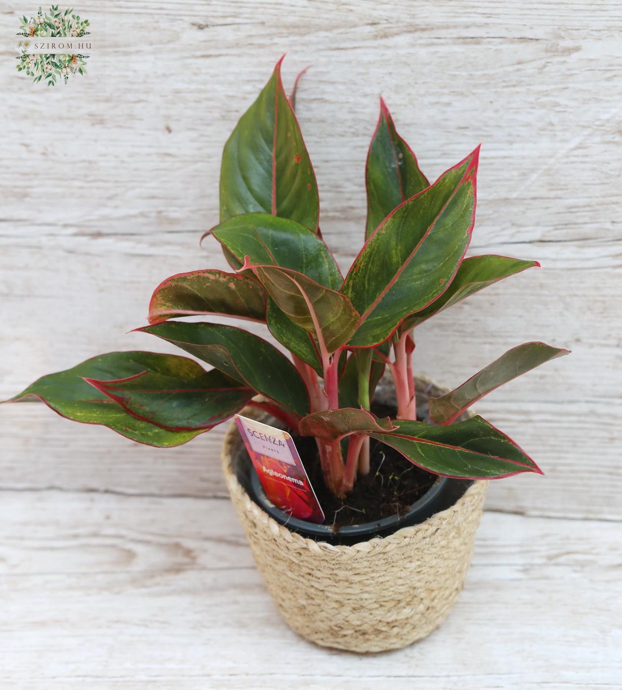 Virágküldés Budapest - Aglaonema (rákvirág) kaspóban  (18cm)