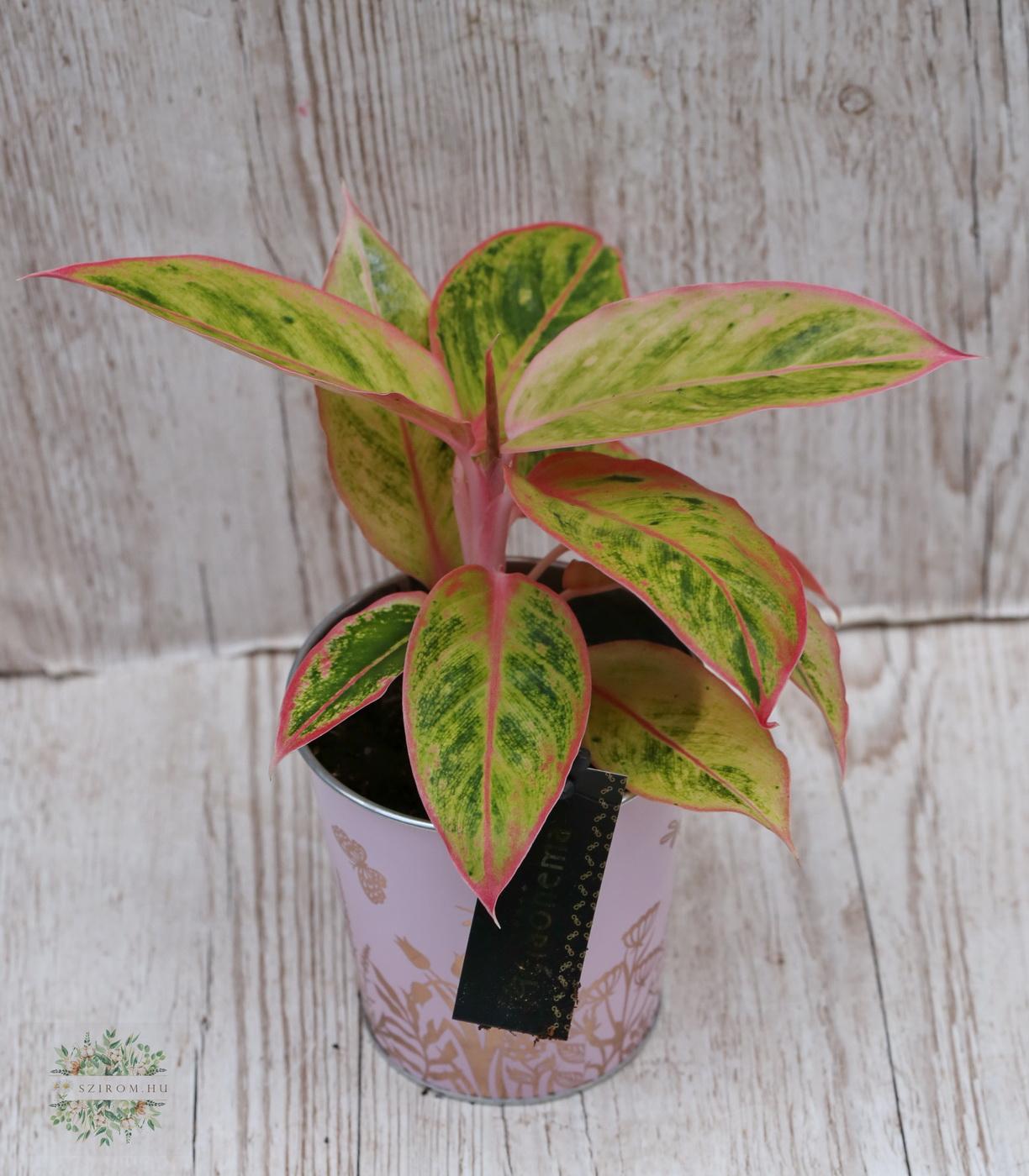 flower delivery Budapest - Aglaonema in a pot