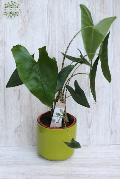 flower delivery Budapest - Alocasia Zebrina