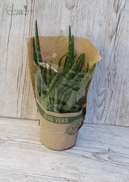 Blumenlieferung nach Budapest - Aloe vera ohne Topf