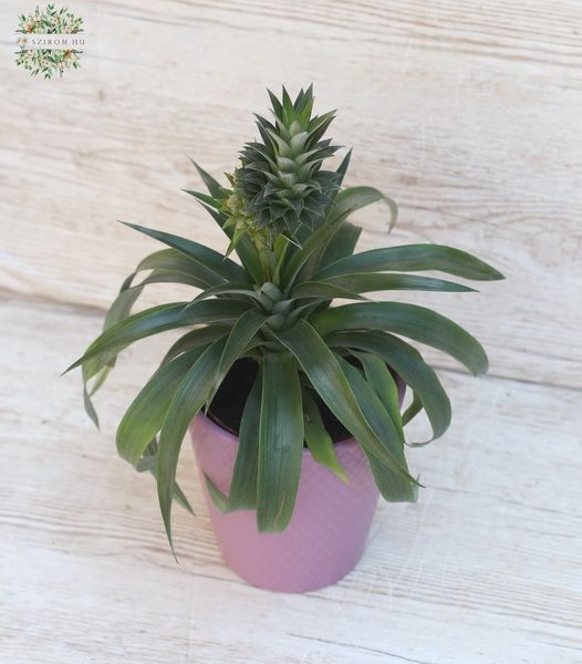 Blumenlieferung nach Budapest - Ananas im Topf