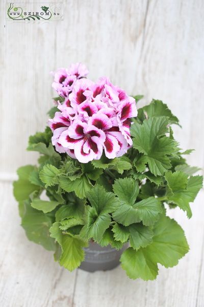 Blumenlieferung nach Budapest -  esnglische Geranie mit Topf