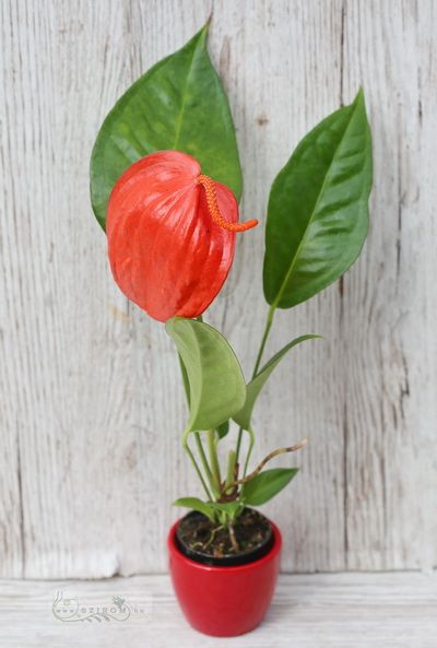Blumenlieferung nach Budapest - Anthurium mit einer Blume in einem Topf (35cm)