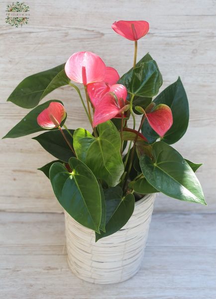 Blumenlieferung nach Budapest - Anthurium im Topf gross