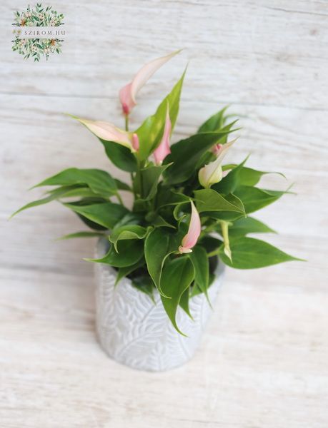 Blumenlieferung nach Budapest - Anthurium 'Lilli' im Topf - Zimmerpflanze