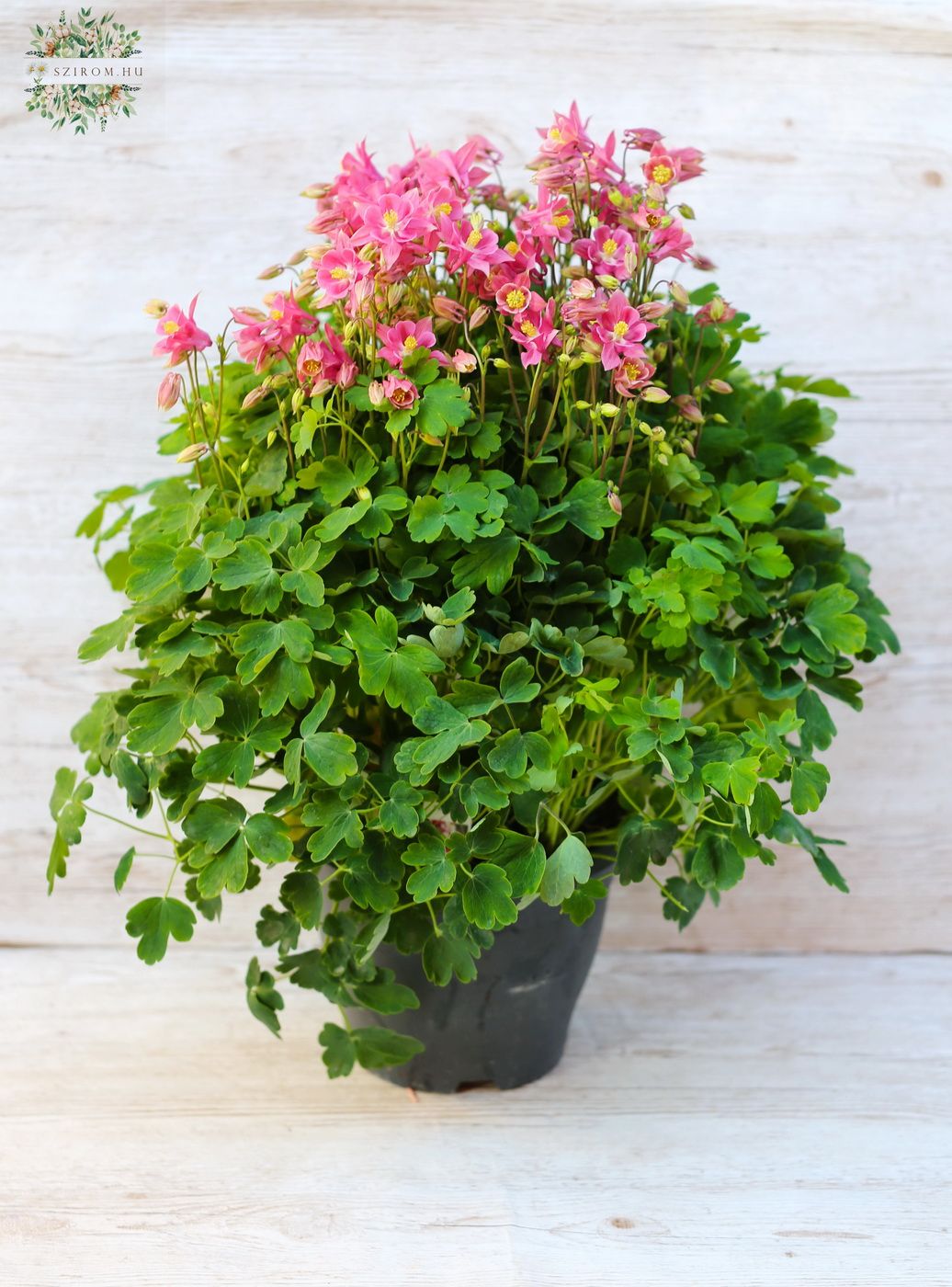 Blumenlieferung nach Budapest - Aquilegia mit Grose Topf