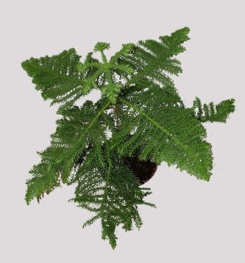 Blumenlieferung nach Budapest - Araucaria heterophylla (55cm) - Zimmerpflanze