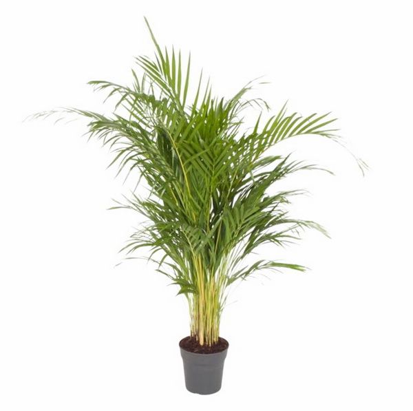 Virágküldés Budapest - Areca lutescens (aranypálma) (cs:21cm, m:120 cm)