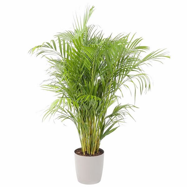 flower delivery Budapest - Areca lutescens (p:27cm, h:150-170 cm)