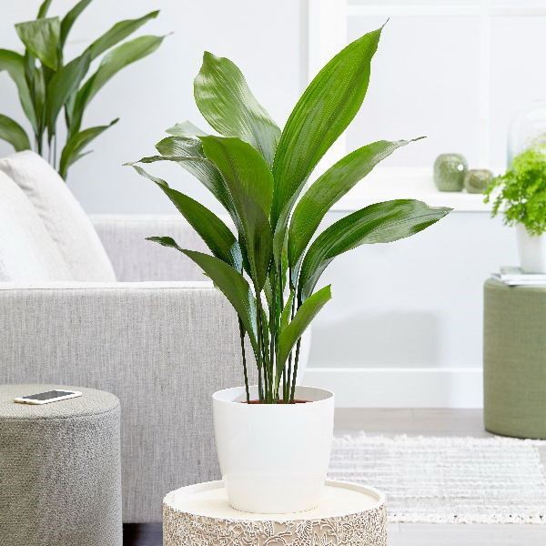 Virágküldés Budapest - Aspidistra elatior (suszterpálma) (cs:17cm, m:110cm)