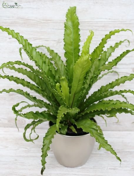 Virágküldés Budapest - Asplenium - madárfészek páfrány kaspóval
