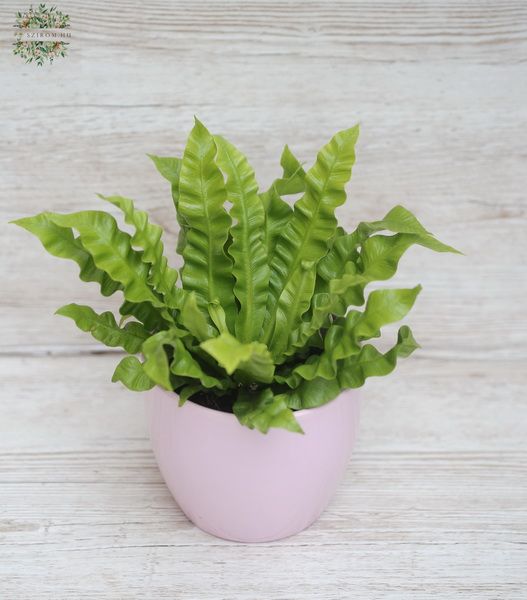 Blumenlieferung nach Budapest - Asplenium Nidus 