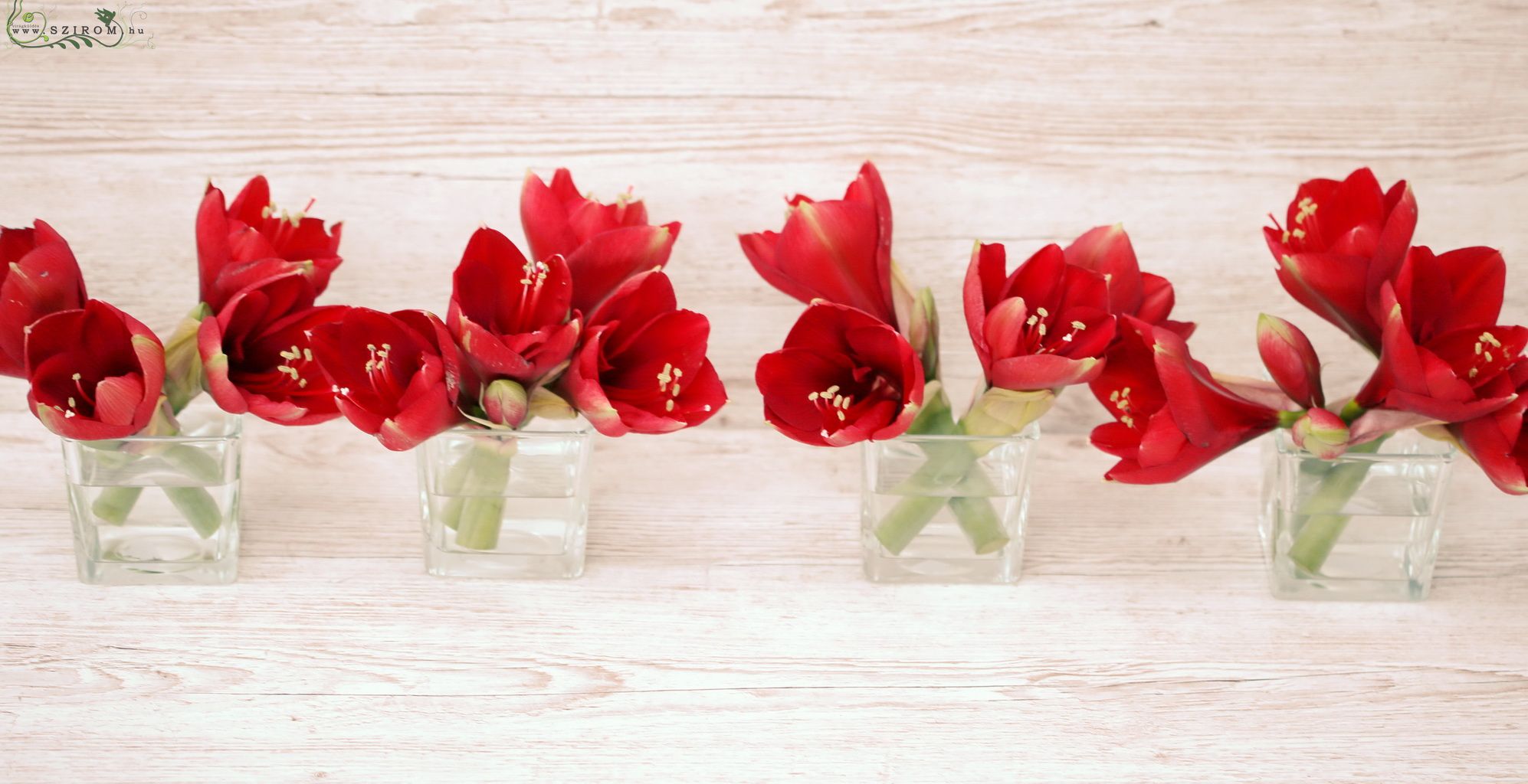 flower delivery Budapest - Centerpiece in glass cube (amarilis, red, claret) 1pc