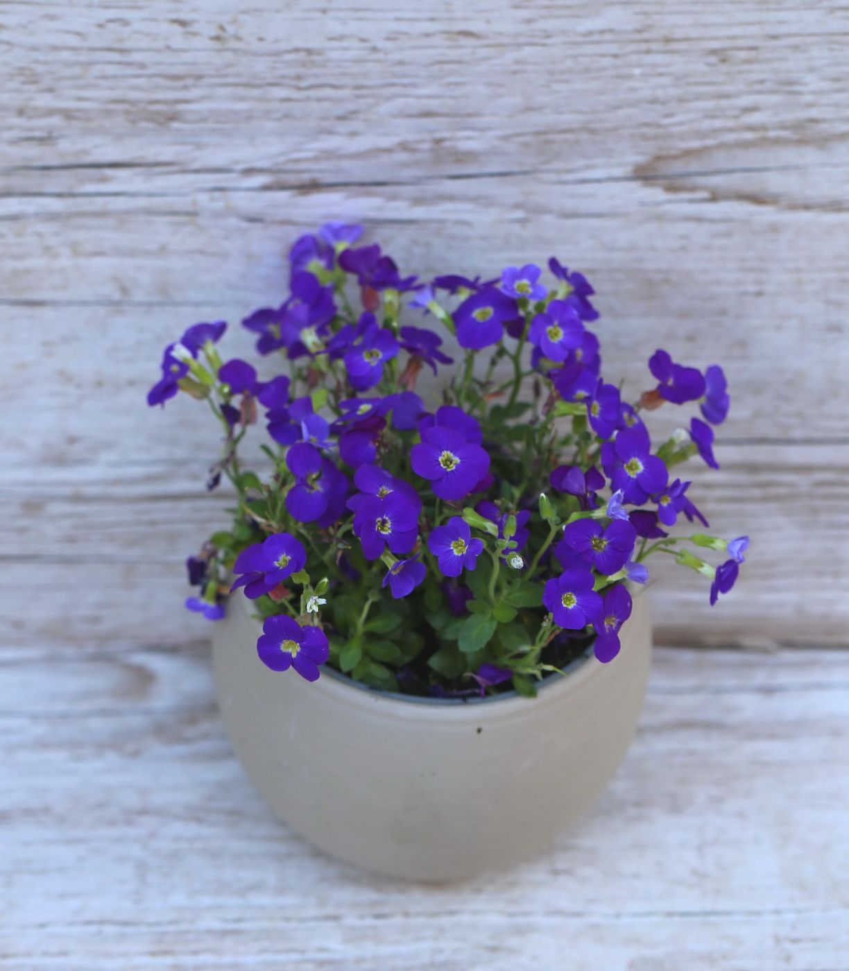 Virágküldés Budapest - Aubrieta Gracilis Kitte Blue Pázsitviola (kinti) kaspóval