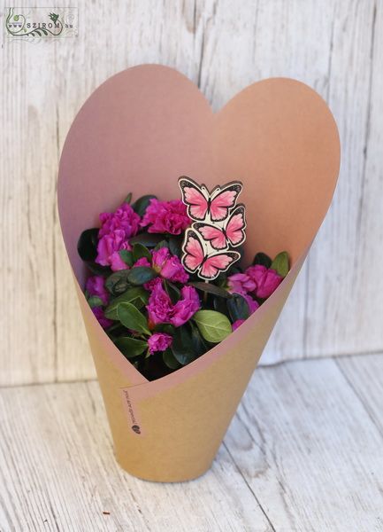 Blumenlieferung nach Budapest - Azalea im Herz Papier, mit Schmetterling (Weiß)