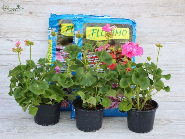 Blumenlieferung nach Budapest - Balkonset, 3 Geranien mit 20l Blütenboden