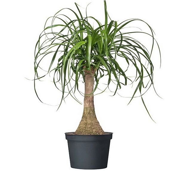 Blumenlieferung nach Budapest - Beaucarnea recurvata (cs:24cm, 90cm)