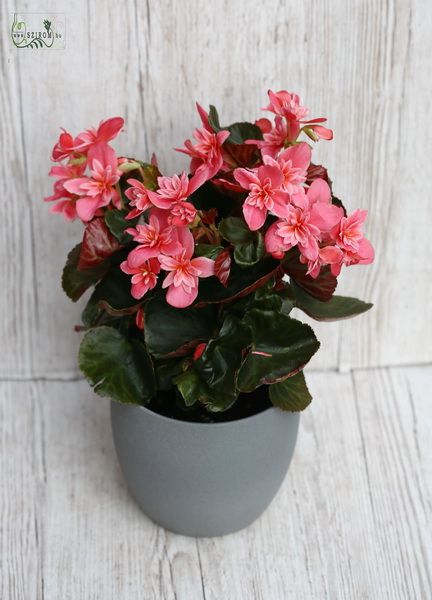 Blumenlieferung nach Budapest - Begonia im Topf
