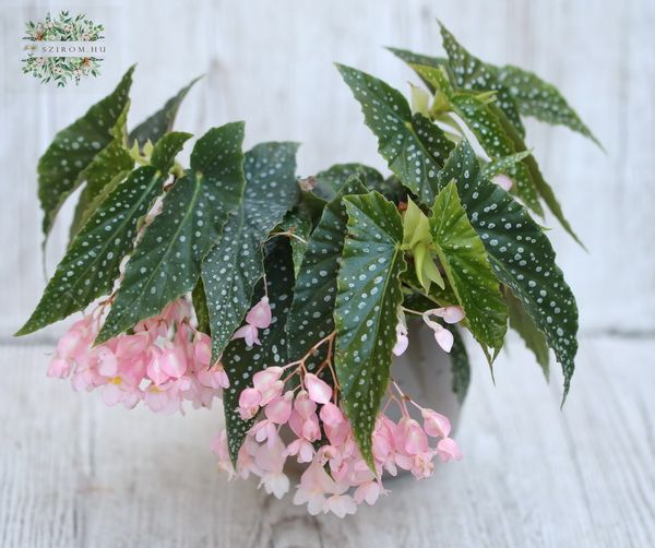 flower delivery Budapest - Begonia Maculata pink in Pot