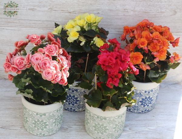 Blumenlieferung nach Budapest - Begonia 1 st im Topf
