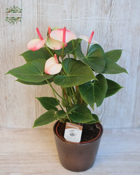 flower delivery Budapest - bicolor anthurium