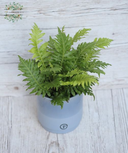 Blumenlieferung nach Budapest - Blechnum Silver Lady