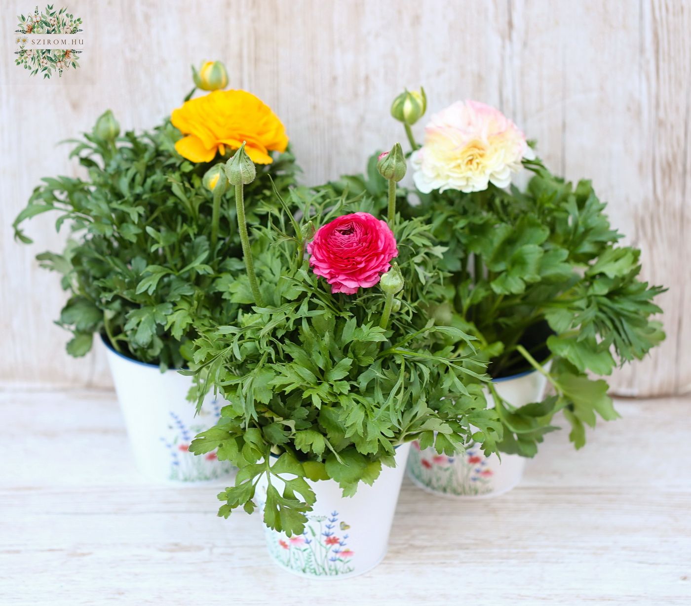 Blumenlieferung nach Budapest - Butterblume im Topf