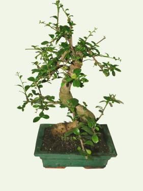 Virágküldés Budapest - bonsai<br>(25cm) - szobanövény