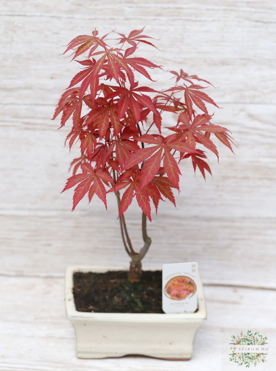 flower delivery Budapest - bonsai (Acer)