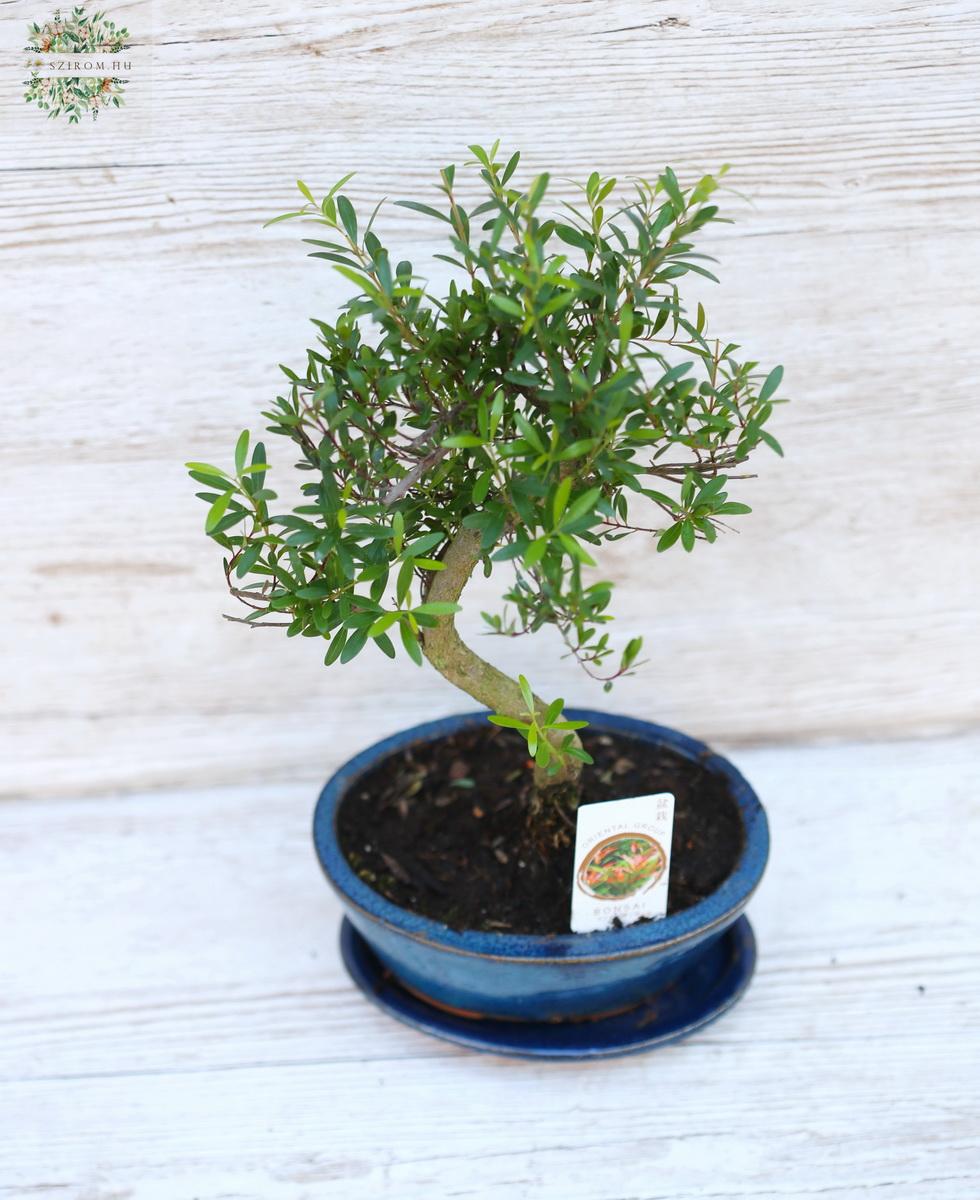 flower delivery Budapest - Bonsai in ceramic