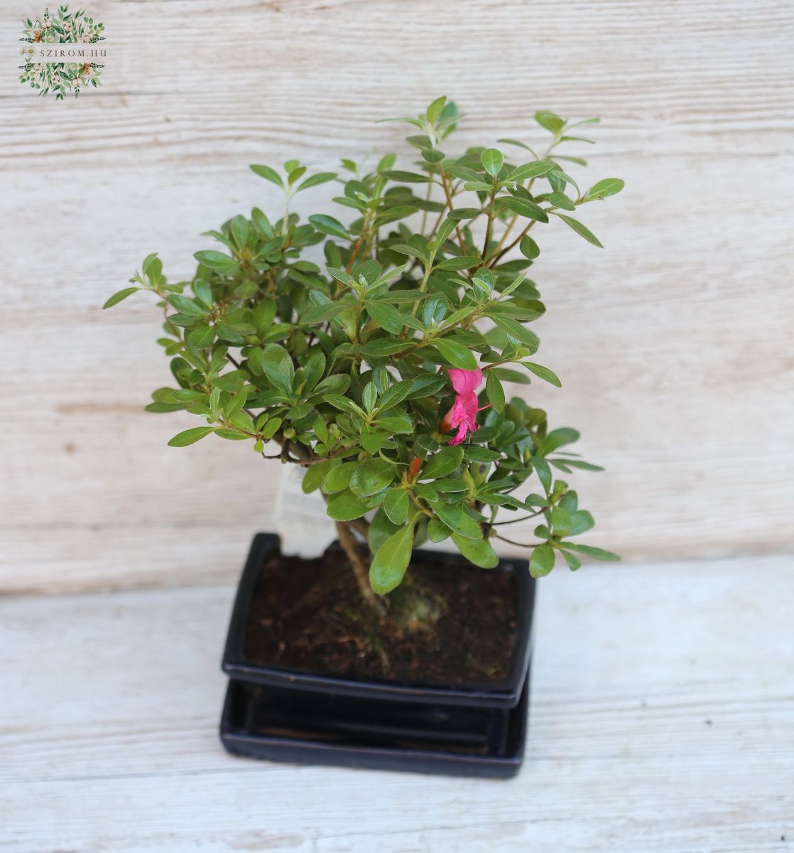 Blumenlieferung nach Budapest - Bonsai aus Keramik