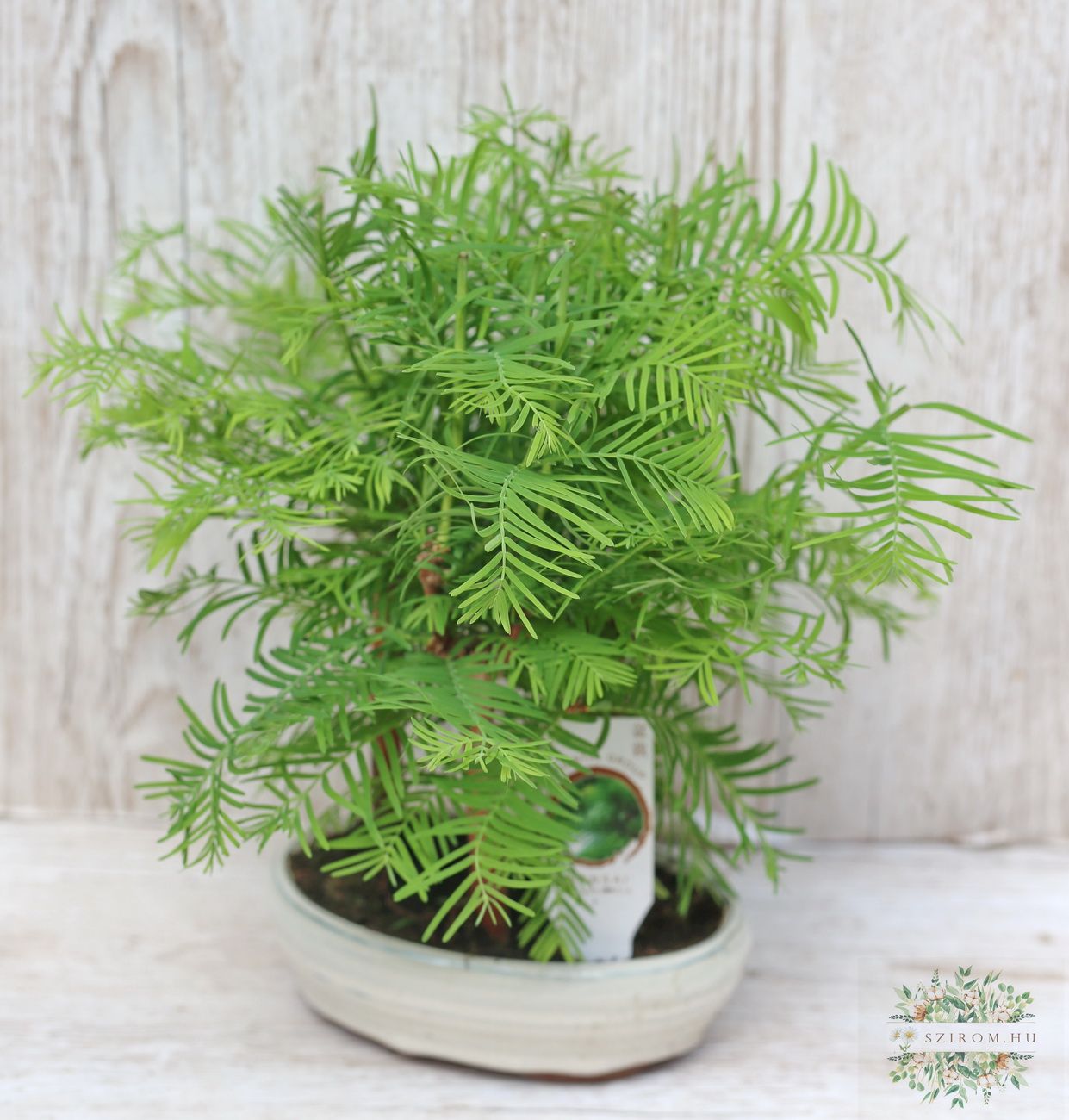 Blumenlieferung nach Budapest - bonsai (Metasequoja)