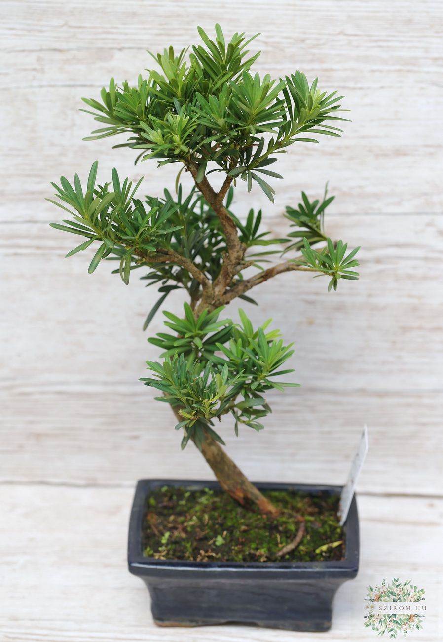 Blumenlieferung nach Budapest - bonsai (Podocarpus)