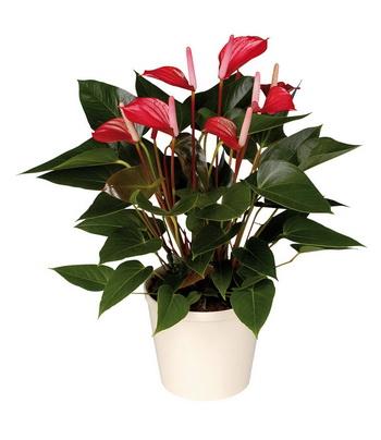 Virágküldés Budapest - bordó anthurium kosárban - beltéri növény