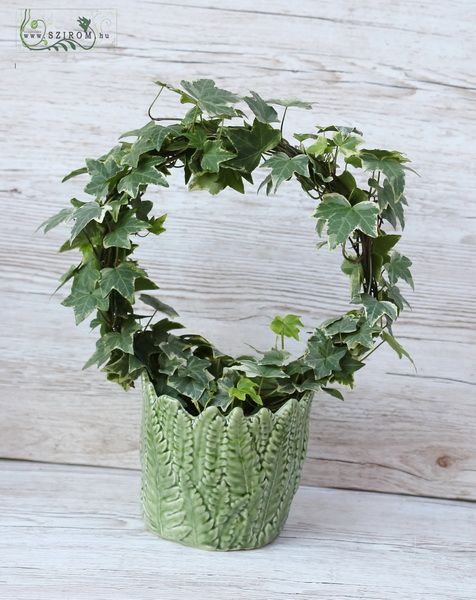 flower delivery Budapest - Ivy loop in pot, variegated