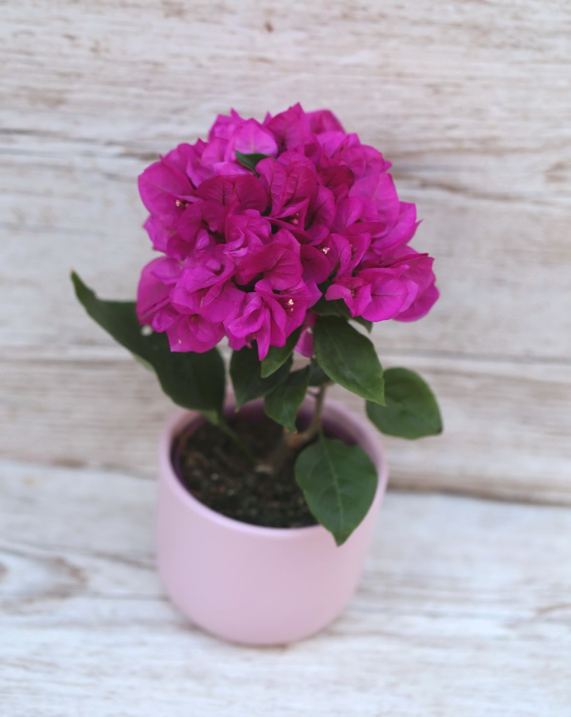 Virágküldés Budapest - Bougainvillea Vera kaspóval (m 20cm) balkon