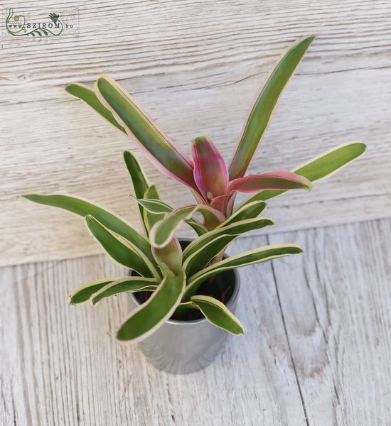 flower delivery Budapest - Bromelia Neoregelia in pot, mini