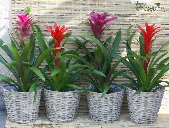 Blumenlieferung nach Budapest - Bromeliad Set mit Topf auf Büro / Wohnung (4stk)