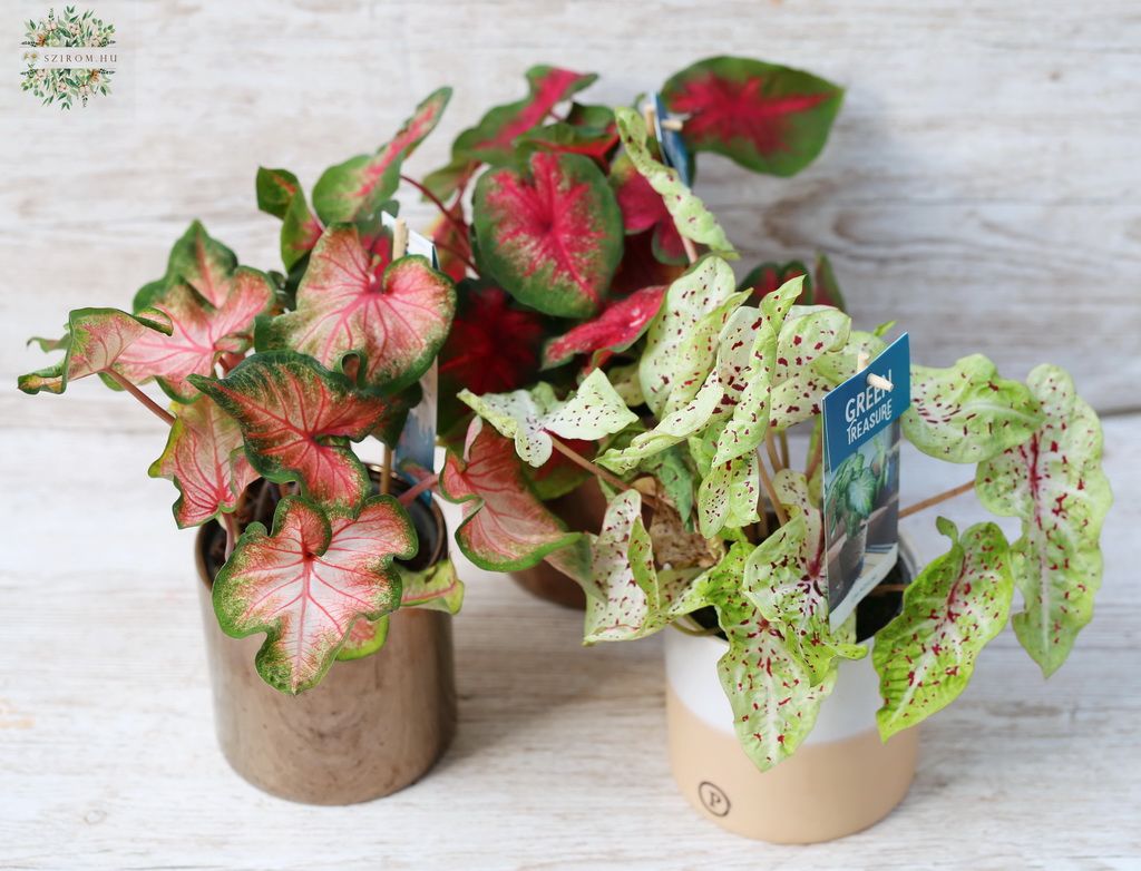 Blumenlieferung nach Budapest - Caladium im Topf (1 Stück)