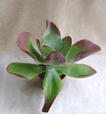 Virágküldés Budapest - Calanchoe thyrsiflora<br>(20cm) - szobanövény