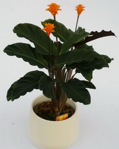 Virágküldés Budapest - calathea crocoata (60cm) - beltéri növény