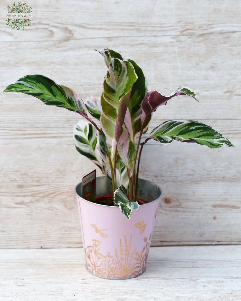 Blumenlieferung nach Budapest - Calathea Fusion White im Topf