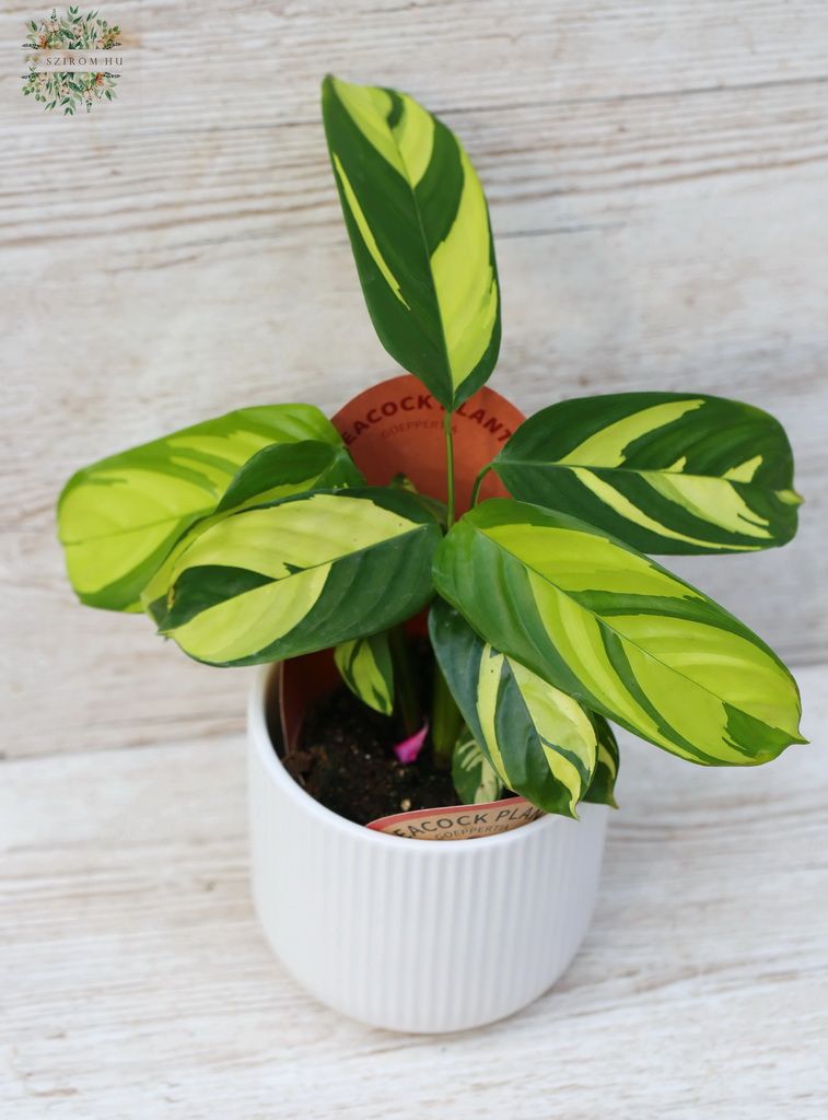 Blumenlieferung nach Budapest - Calathea Golden Mosaic  im Topf