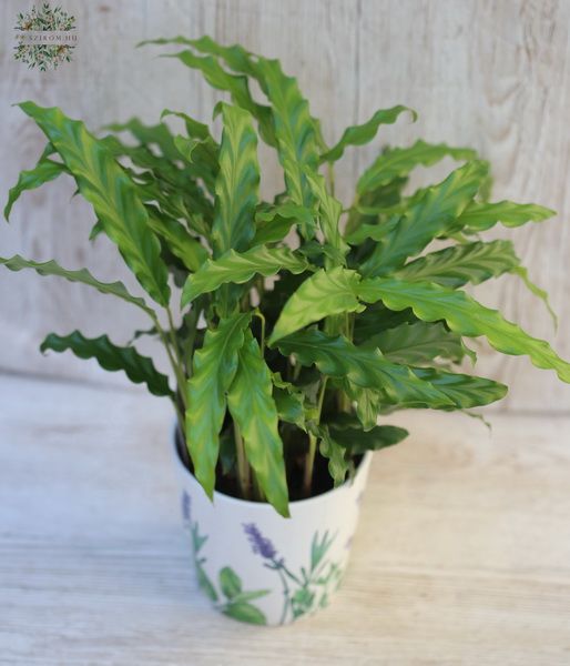Blumenlieferung nach Budapest - Calathea im Topf - Zimmerpflanze