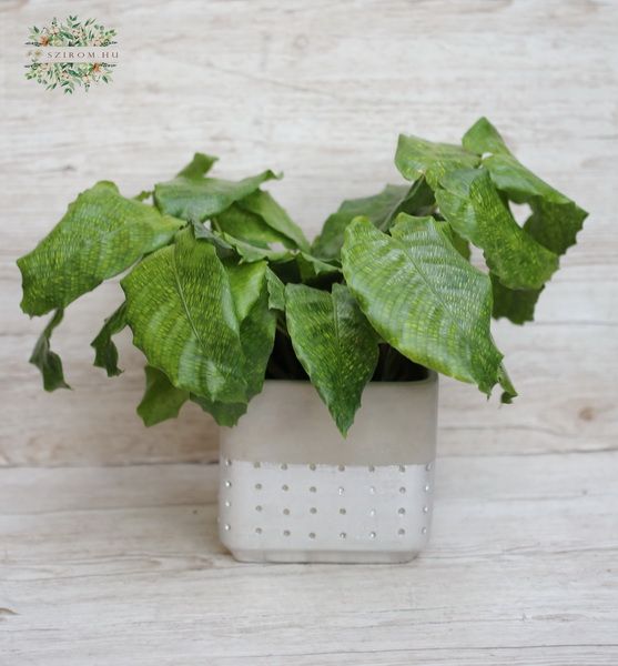 Blumenlieferung nach Budapest - calathea