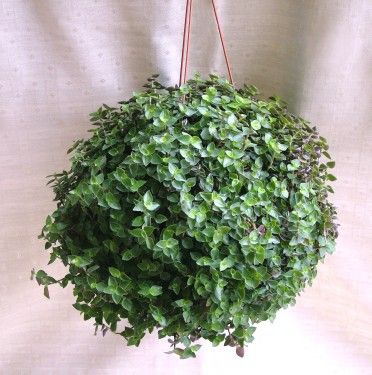 flower delivery Budapest - Calisia repens<br>(20cm) - indoor plant